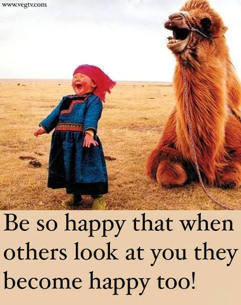 happy camel